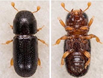 Ambrosia beetles figure 1.jpg